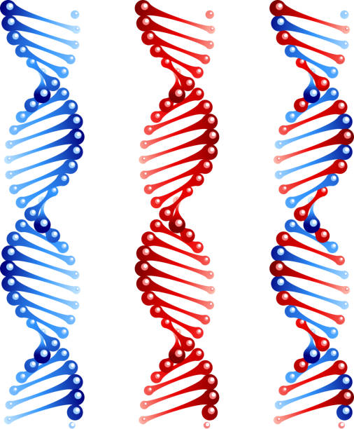 dna - dna helix spiral color image stock-grafiken, -clipart, -cartoons und -symbole