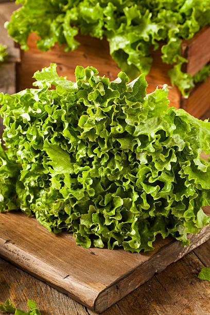 istock Fresh Healthy Organic Green Leaf Lettuce 535555605