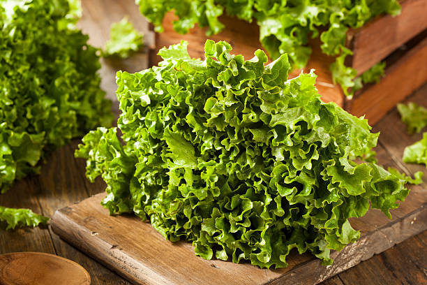 Fresh Healthy Organic Green Leaf Lettuce