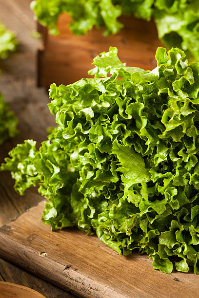 istock Fresh Healthy Organic Green Leaf Lettuce 535555627