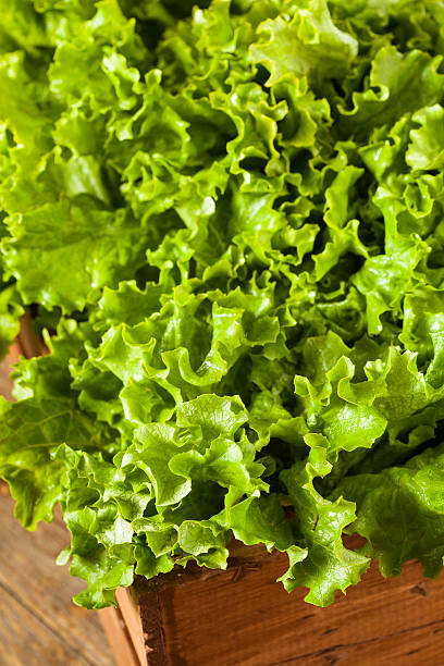 istock Fresh Healthy Organic Green Leaf Lettuce 535555701