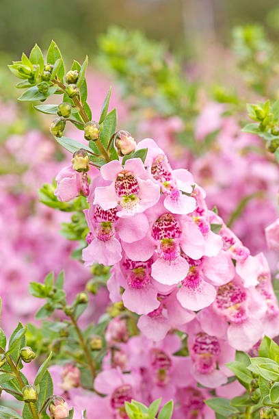 istock Pink salvia flowers 535556847