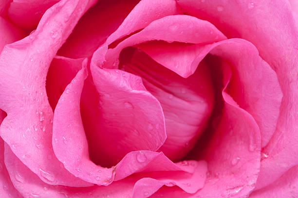 istock Macro flower beautiful rose for a background image 535556945