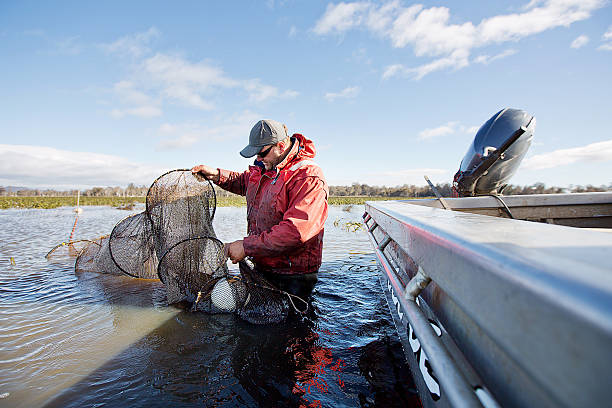 anguila de muelle - eel trap fotografías e imágenes de stock