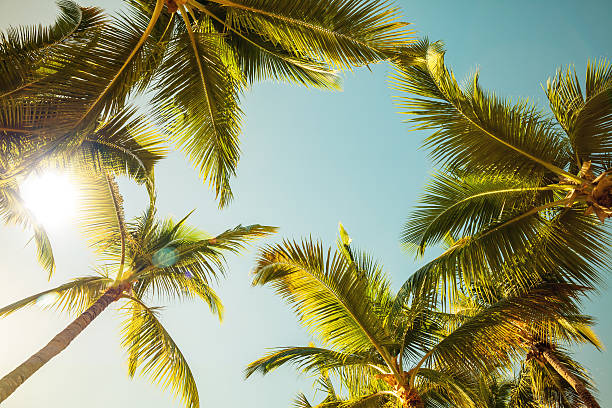 istock Coconut palm trees and shining sun over bright sunny sky 535558135
