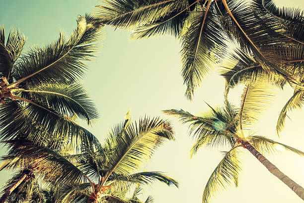 istock Coconut palm trees and shining sun over bright sky 535558143