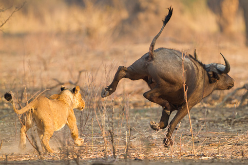 Lioness (Panthera leo) chases after an African Buffalo (Syncerus caffer)