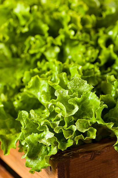 istock Fresh Healthy Organic Green Leaf Lettuce 535559739