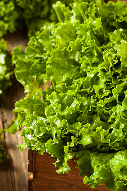istock Fresh Healthy Organic Green Leaf Lettuce 535559809