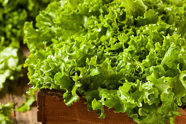 istock Fresh Healthy Organic Green Leaf Lettuce 535559877