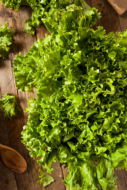 istock Fresh Healthy Organic Green Leaf Lettuce 535560161