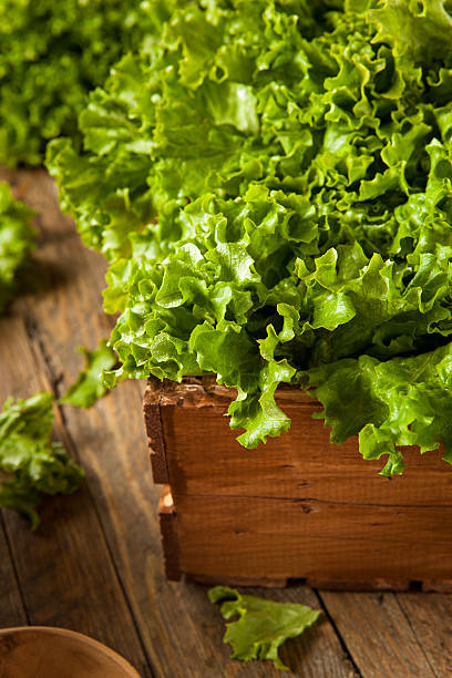 istock Fresh Healthy Organic Green Leaf Lettuce 535560209