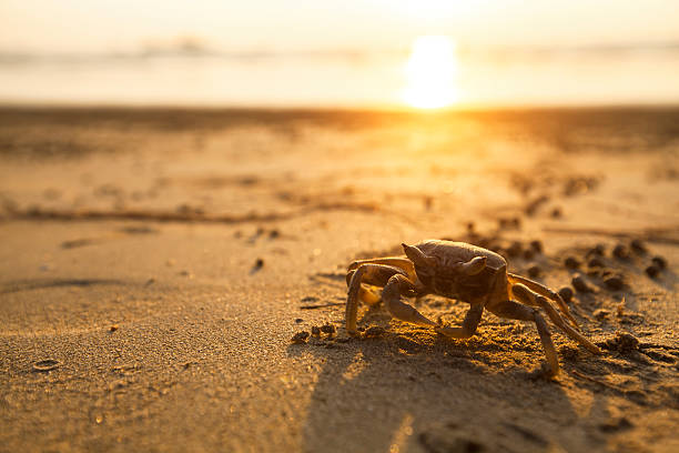 istock Crab on sand of the sea beach. 535560339