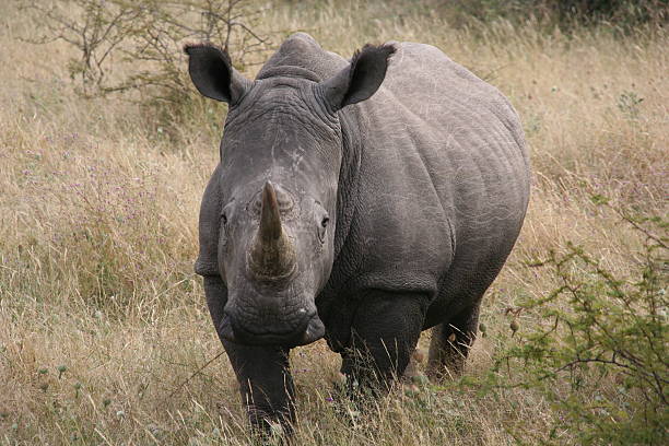 istock White Rhino, Khama Rhino Sanctuary, Botswana 535565299