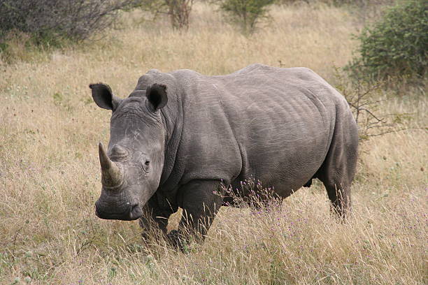 White Rhino, Khama Rhino Sanctuary, Botswana
