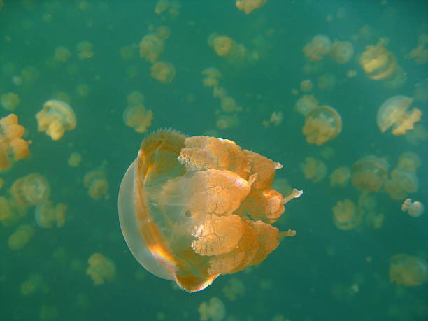 istock Jellyfish Lake, Rock Islands, Palau 535565345