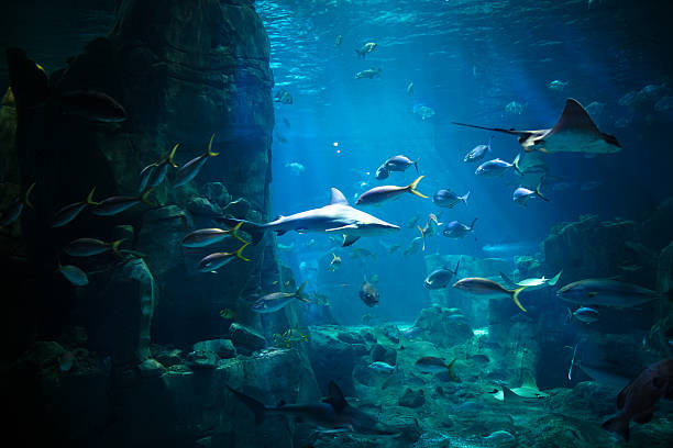 Aquarium Exotic fishes in an aquarium. blue damsel fish photos stock pictures, royalty-free photos & images