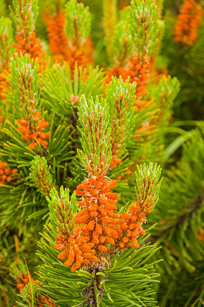 istock Male Flowers with Pollen Scots Pine (Pinus Sylvestris L.) 535565973