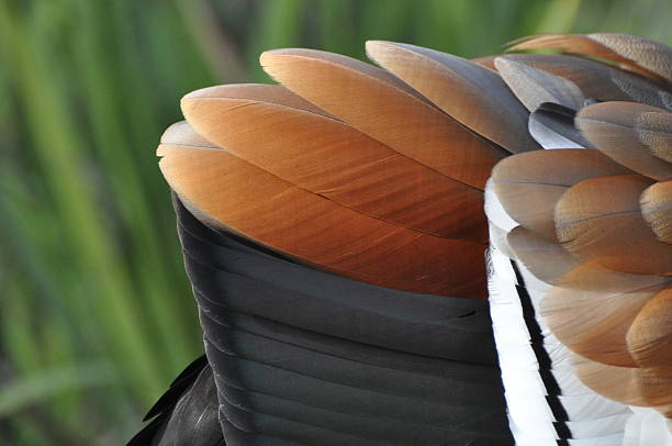 istock Egyptian Goose Plumage 535566981