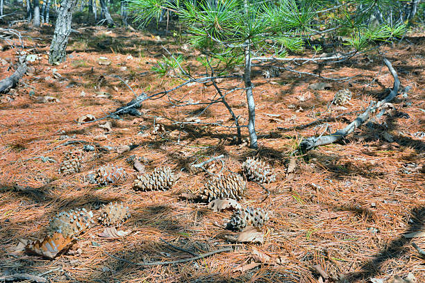 cones de cedar pine - cedrine imagens e fotografias de stock