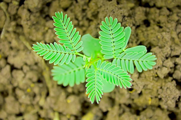 Young Plant of Acacia Nilotica