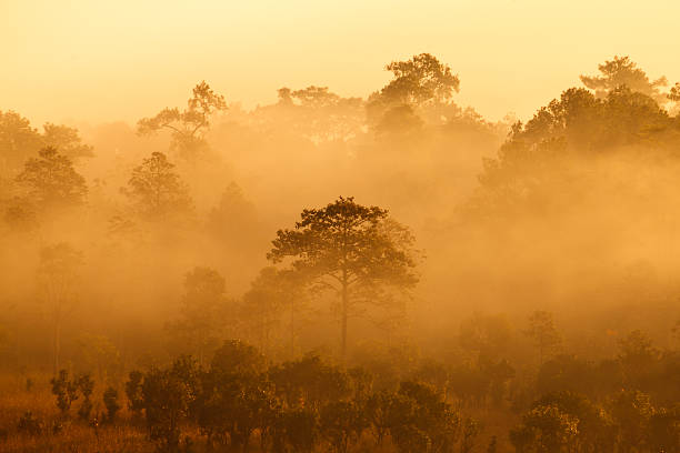 istock misty morning sunrise in mountain at Thung Salang Luang 535570573