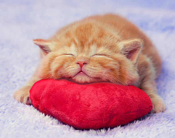 istock Cute red little kitten sleeping on the pillow 535571033
