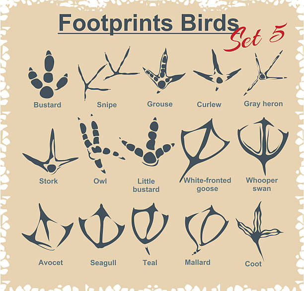 ilustrações de stock, clip art, desenhos animados e ícones de footprints aves-vetor definido - bird footprint