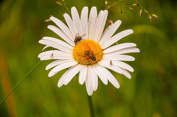 istock Sharing Food with Leucanthemum Vulgare (Oxeye Daisy, syn. Chrysanthemum Leucanthemum) 535571521