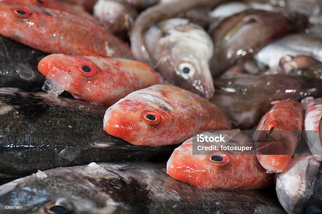 Fish, Fresh catch Fresh catch of fish and other seafood 2015 Stock Photo