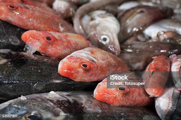 Fish Fresh Catch Stock Photo - Download Image Now - 2015, Animal Shell, Aquaculture