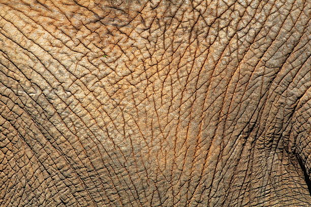 istock African Elephant Skin detail 535572411