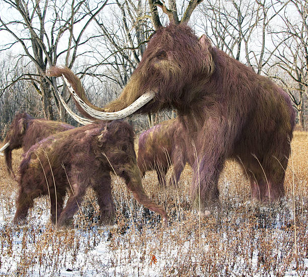 Woolly Mammoth Family In Forest stock photo