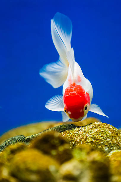 Goldfish In Aquarium Stock Photo - Download Image Now - Goldfish, Swimming, Ranchu Goldfish - iStock Goldfish In Aquarium Stock Photo - Download Image Now - Goldfish, Swimming, Ranchu Goldfish - iStock