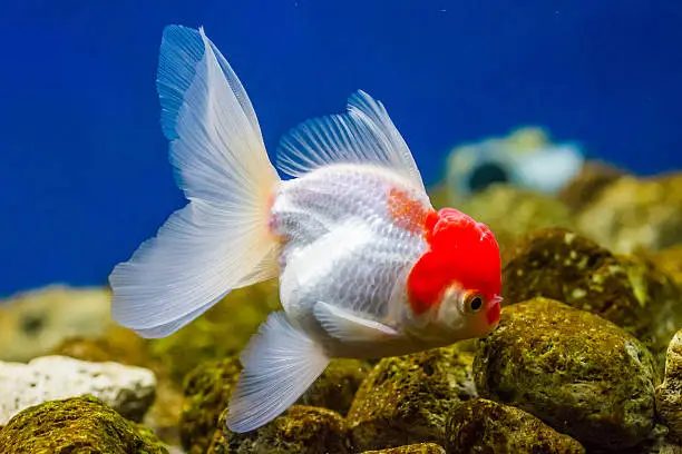 Photo of Goldfish in aquarium