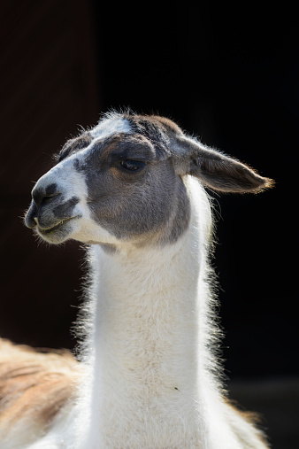 close up of an alpaca with light hair