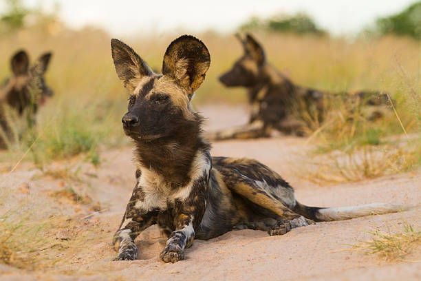 Two Wild Dog (Lycaon pictus) lying down Two Wild Dog (Lycaon pictus) lying down wild dog stock pictures, royalty-free photos & images