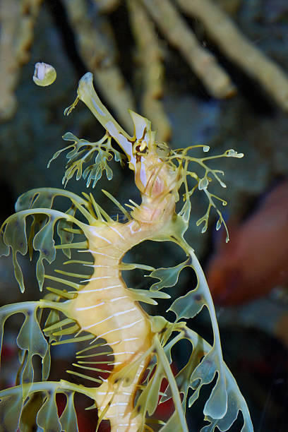 istock Small sea horse 535627027