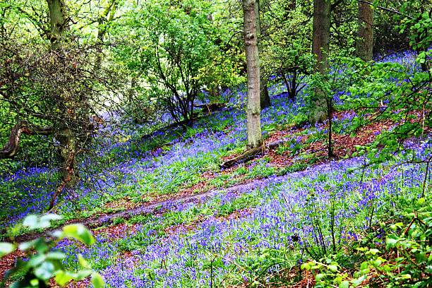 istock Bluebells in an ancient wood 535627405