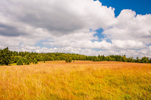 istock Meadow in the Sudetes 535627723