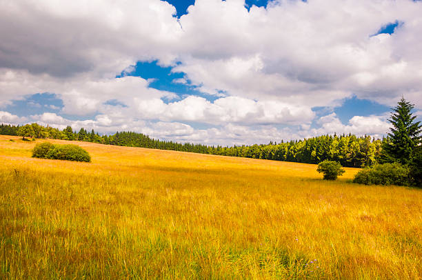 istock Glade in the Sudetes 535627939