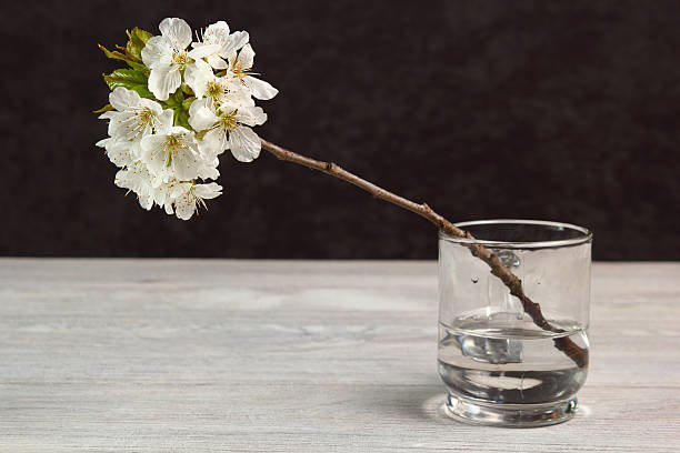 Branch of cherry blossom. Still Life.