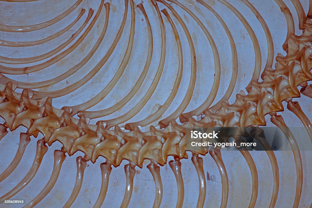 Python Skull Structure Skeleton Of Burmese Python Stock Photo - Download Image Now - Animal ...