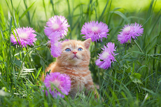 istock Little kitten sitting in flowers on the grass 535629307