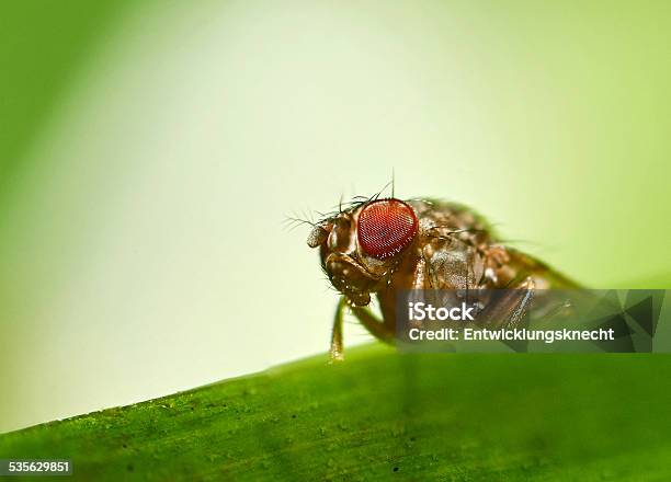 Fruit Fly Red Eye Extreme Large Stock Photo - Download Image Now - Fruitfly, Close-up, Insect