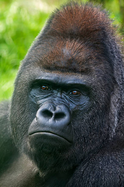 Portrait of the face Monkeys chimpanzee Gorilla, baboon close-up. Mammals Animals, Wildlife. Ape