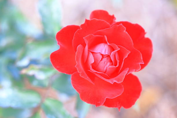 Rosa flor - foto de stock