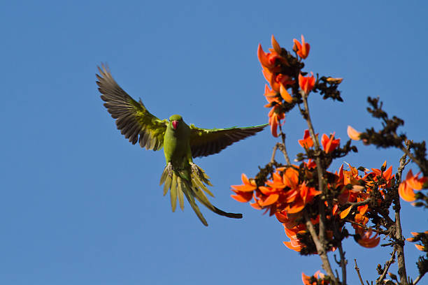 istock Rose-ringed parakeet  in Bardia, Nepal 535630915