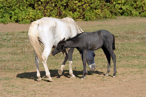 Breastfeeding colt in summertime pasture Foal with a mare on a summer pasture. Mare and her foal in meadow