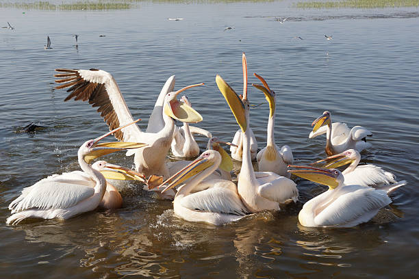 istock Pelican, Awassa, Ethiopia, Africa 535631839